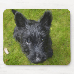 Cute Scottish Terrier Puppy Mouse Pad