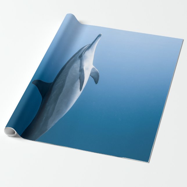 Cute Sea Dolphin Wrapping Paper (Unrolled)