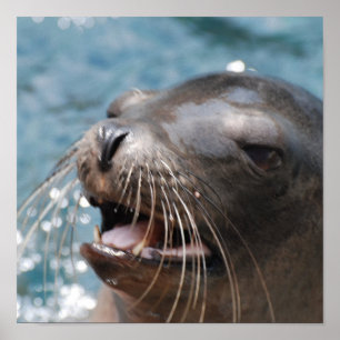 Cute Sea Lion Poster