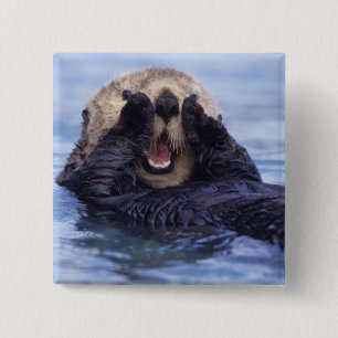 Cute Sea Otter   Alaska, USA 2 Inch Square Button