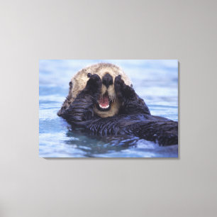 Cute Sea Otter Alaska, USA Canvas Print
