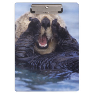 Cute Sea Otter Alaska, USA Clipboard