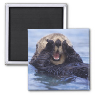 Cute Sea Otter   Alaska, USA Magnet