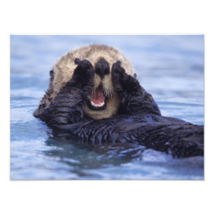 Cute Sea Otter   Alaska, USA Photo Print