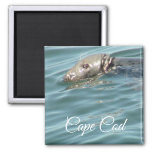 Cute Seal in ocean at Cape Cod, Ma Photography Magnet