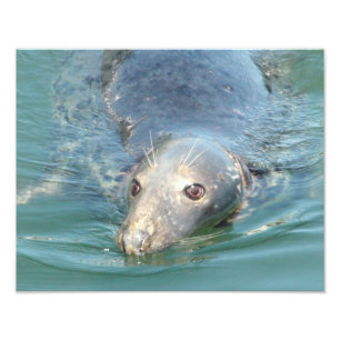 Cute Seal Photo Print, from Cape Cod Chatham Pier Print
