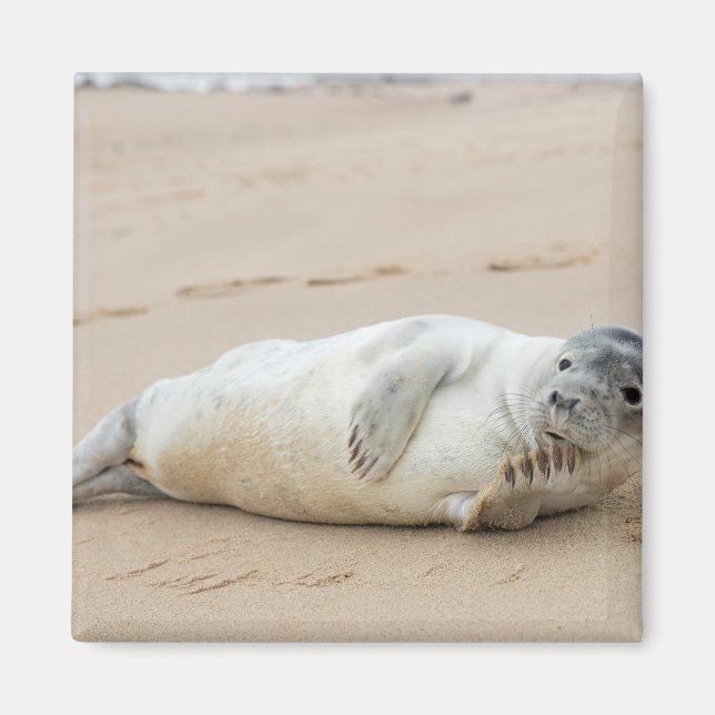 Cute Seal Posing on a Beach Magnet (Front)