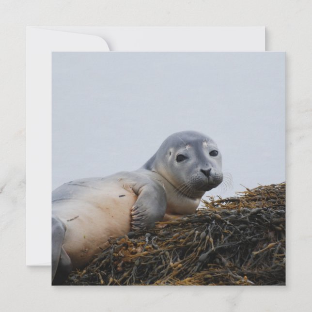 Cute Seal Pup (Front)