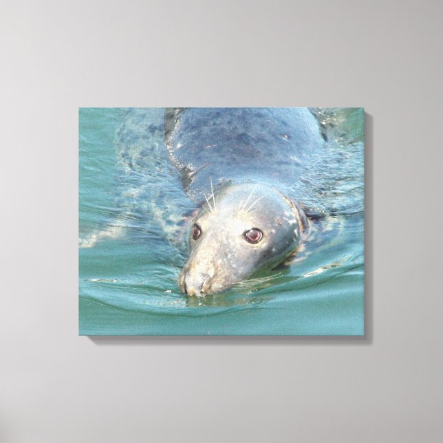 Cute Seal Swimming in Cape Cod Canvas Art (Front)