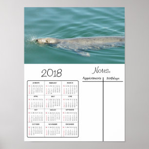 Cute Seal Swimming Photo 2018 Calendar Poster