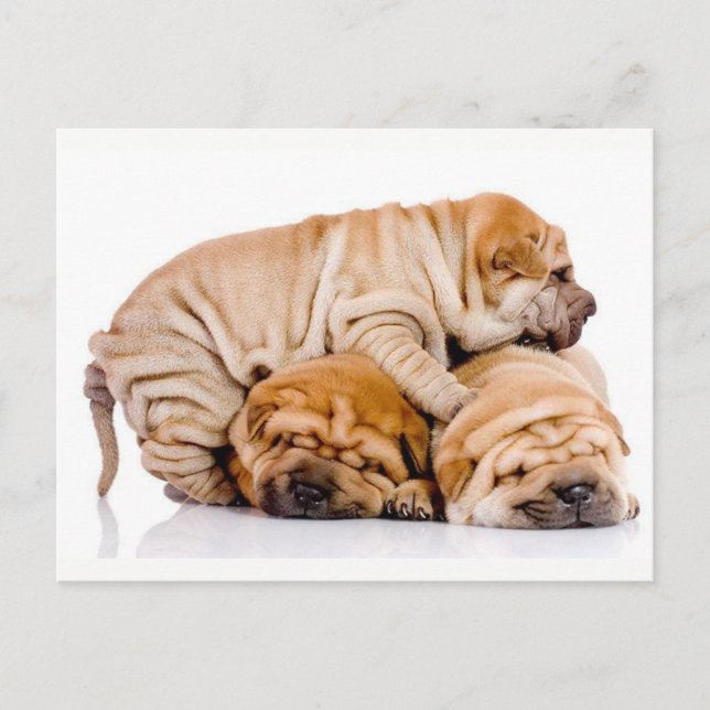Cute Shar Pei Puppies Postcard (Front)