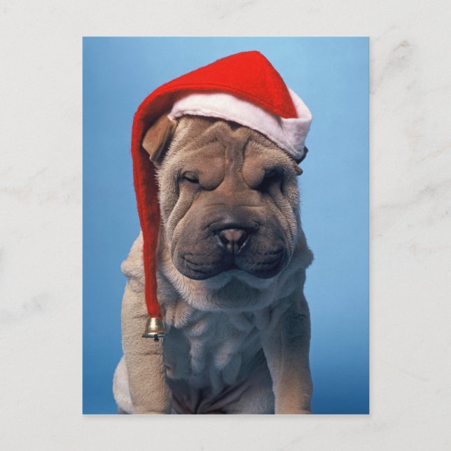 Cute Shar Pei puppy with Christmas hat Holiday Postcard (Front)