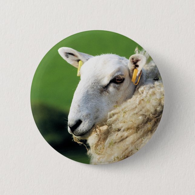 CUTE SHEEP 2 INCH ROUND BUTTON (Front)