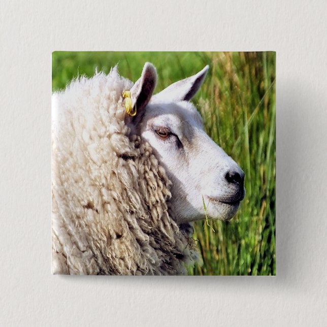 CUTE SHEEP 2 INCH SQUARE BUTTON (Front)