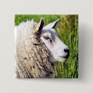 CUTE SHEEP 2 INCH SQUARE BUTTON