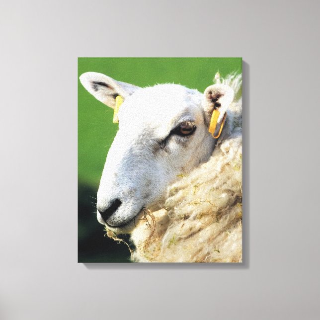 CUTE SHEEP CANVAS PRINT (Front)