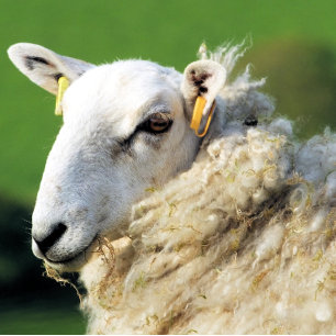 CUTE SHEEP CANVAS PRINT