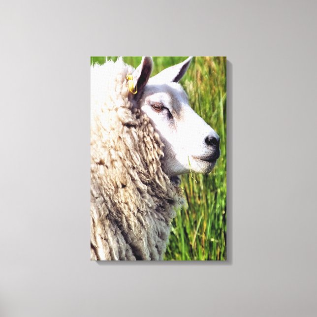 CUTE SHEEP CANVAS PRINT (Front)