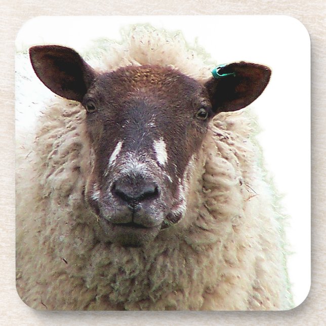 CUTE SHEEP COASTER (Front)