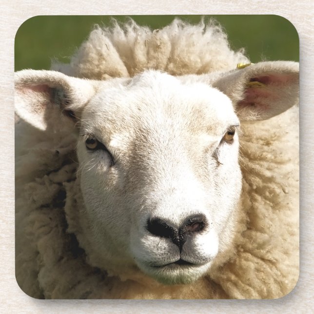 CUTE SHEEP COASTER (Front)