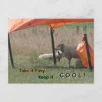 Cute Sheep Cust. Keep it Cool Postcard