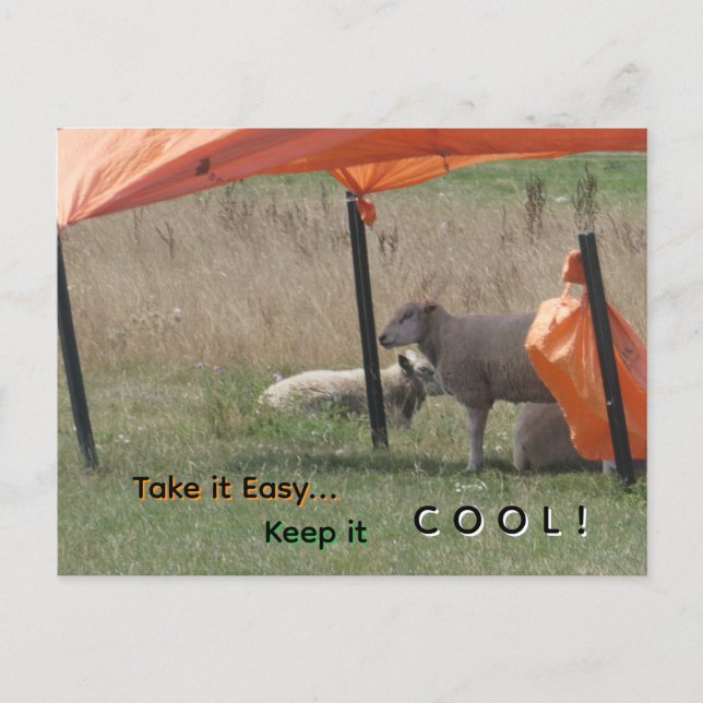 Cute Sheep Cust. Keep it Cool Postcard (Front)