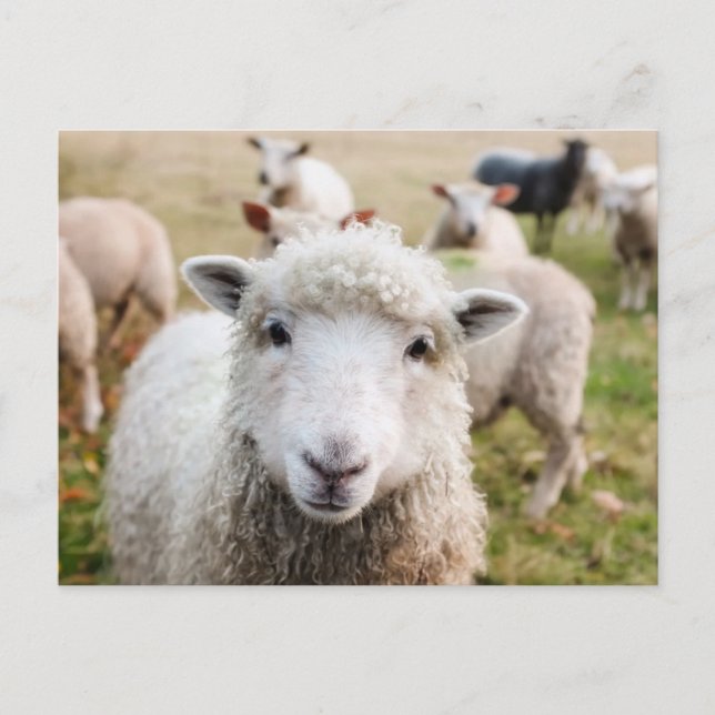 Cute Sheep Custom Postcard (Front)