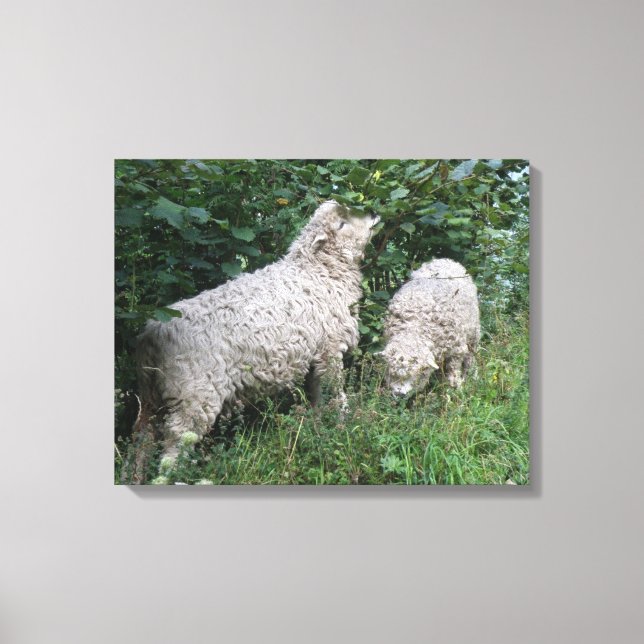 Cute Sheep Eating Leaves Canvas Print (Front)