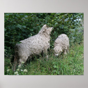 Cute Sheep Eating Leaves Poster