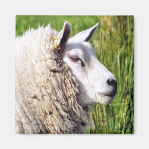 CUTE SHEEP MAGNET
