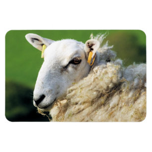 CUTE SHEEP MAGNET