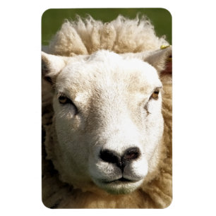 CUTE SHEEP MAGNET