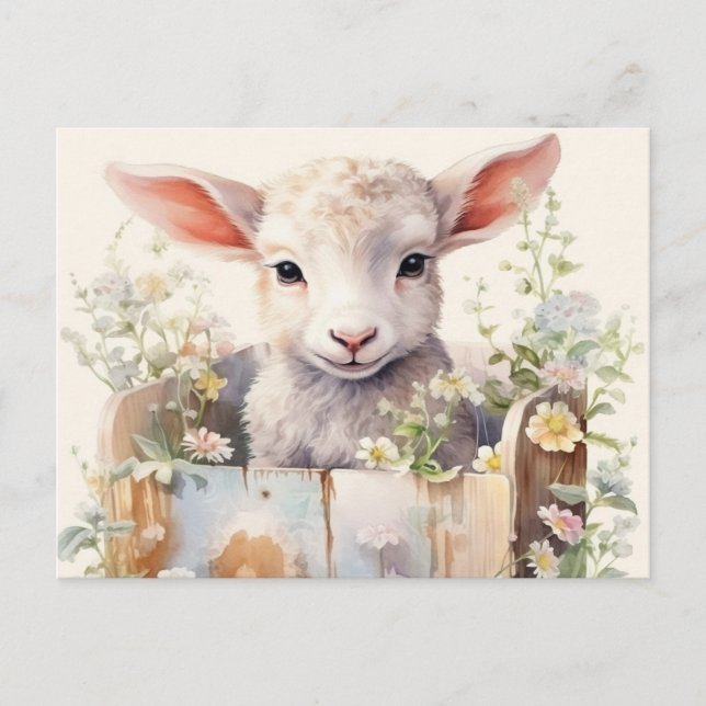 Cute Sheep Nestled In A Box Postcard (Front)