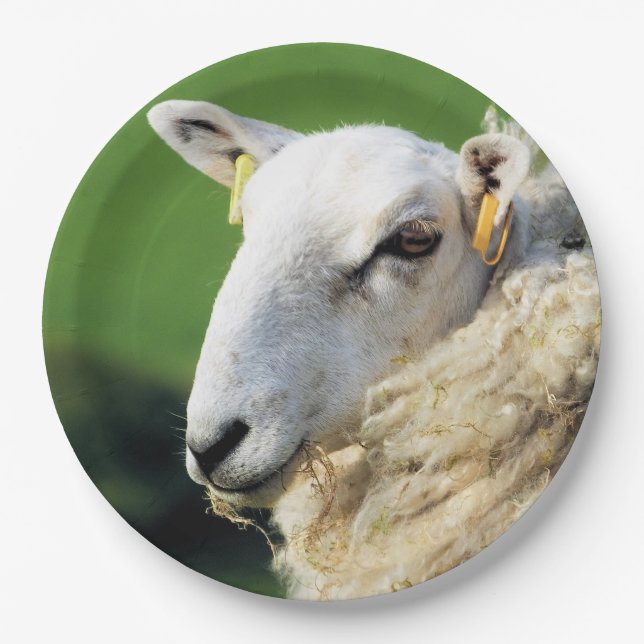 CUTE SHEEP PAPER PLATE (Front)