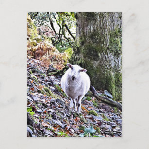 CUTE SHEEP POSTCARD