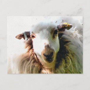 CUTE SHEEP POSTCARD