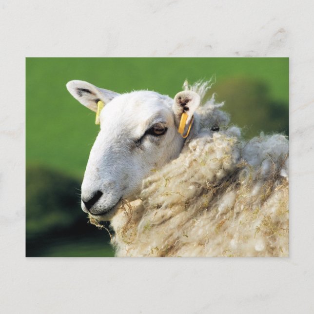 CUTE SHEEP POSTCARD (Front)