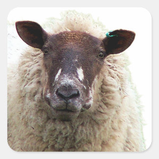 CUTE SHEEP SQUARE STICKER