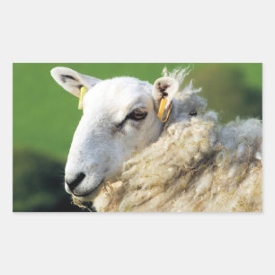 CUTE SHEEP   STICKER