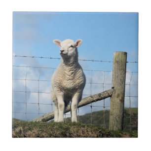CUTE SHEEP TILE