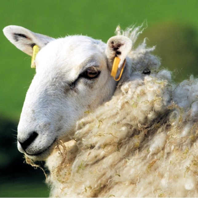 CUTE SHEEP TILE (Creator Uploaded)