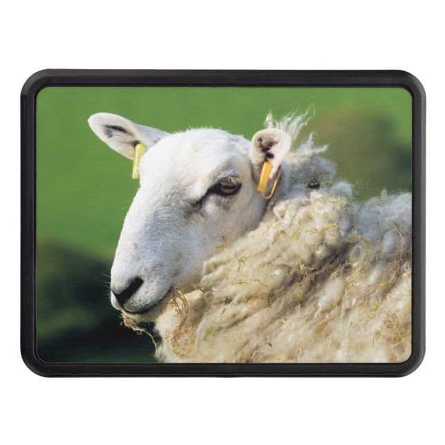 CUTE SHEEP   TRAILER HITCH COVER (Front)