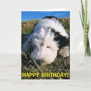 Cute sheepdog puppy card
