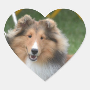 Cute Sheltie Heart Sticker