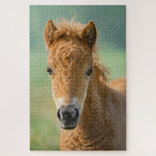 Cute Shetland Pony Foal Horse Head Frontal Photo - Jigsaw Puzzle