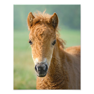 Cute Shetland Pony Foal Horse Head Frontal - Photo Print