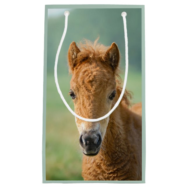 Cute Shetland Pony Foal Horse Head Frontal Photo - Small Gift Bag (Front)