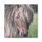 Cute Shetland Pony