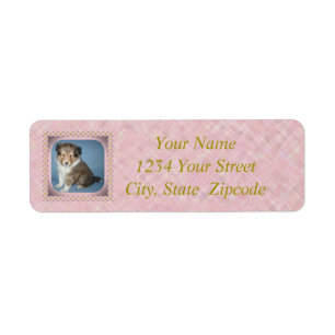 Cute Shetland Sheepdog Chien Chien Chien Chien Chi