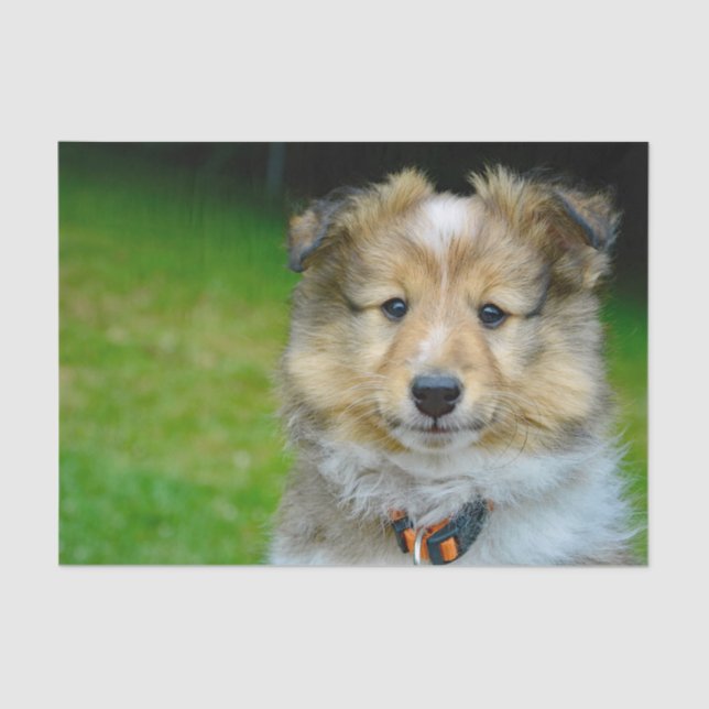 Cute Shetland Sheepdog Photo Tissue Paper (Front)